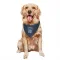 Memphis Grizzlies Luke Kennard Navy  Dog & Cat Pet Bandana